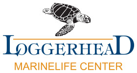 Personalized Cards & eCards supporting Loggerhead Marinelife Center